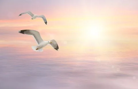 Seagulls fly at sunset Stock Photos