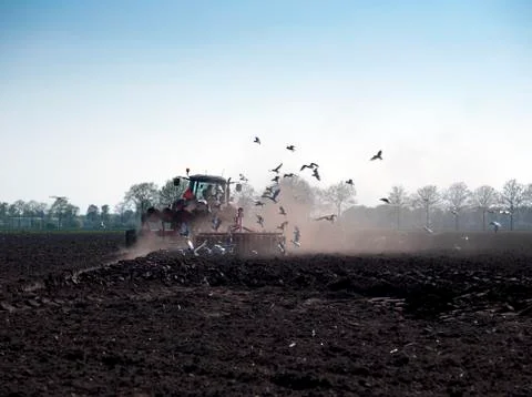 Seagulls fly on tractor Stock Photos