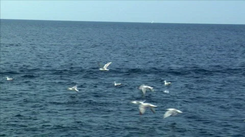 Seagulls fly water Stock Footage