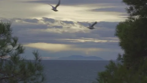 Seagulls flying 1 50p 库存影片 147220518