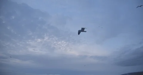 Seagulls Flying 1 Stock Footage 127479083