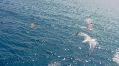 Seagulls Flying 2 스톡 동영상 503174