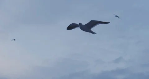 Seagulls Flying 2 Stock Footage 127479068