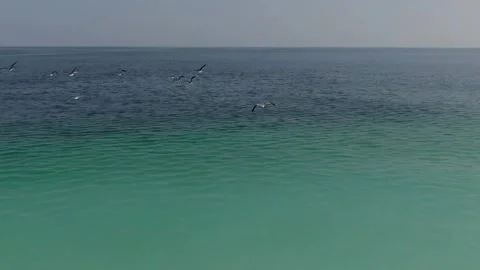 Seagulls flying 2 動画素材 260721345