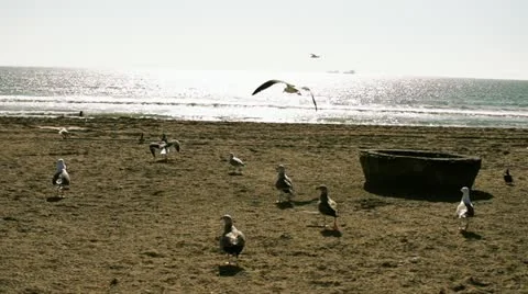Seagulls flying in 240fps Stock Footage 21785801