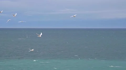 Seagulls flying 3 100p 库存影片 147221602