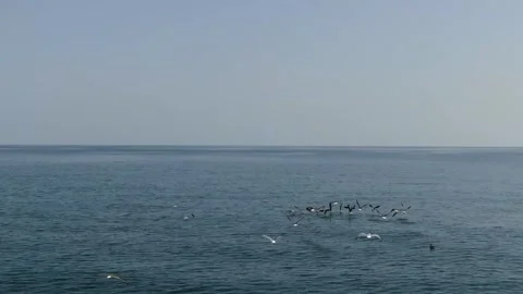 Seagulls flying 3 Stock Footage 260721351