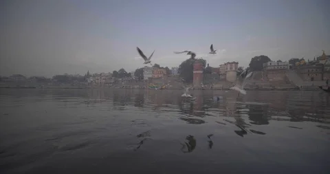 Seagulls flying above Ganges river early morning at sunrise in Varanasi, India Stock Footage 115288120
