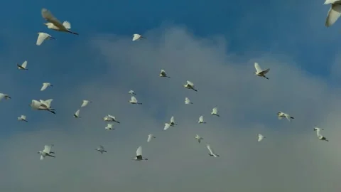 Seagulls flying above a head, slow motion,good at background. Stock Footage 276548972