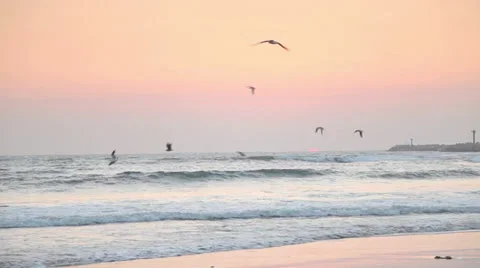 Seagulls flying above the ocean Stock Footage 32528352