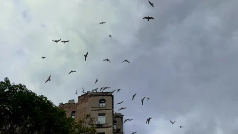 Seagulls flying above old building Stock Footage 346541993