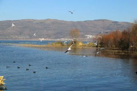 Seagulls flying above shallow lakeside water and trees Stock Photos