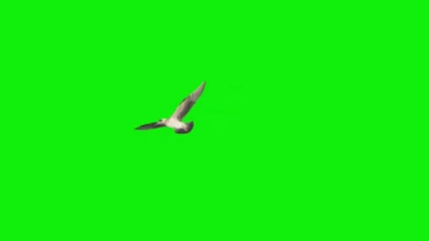 Seagulls Flying Across Screen Green Screen Chroma Key Stock Footage 341588708