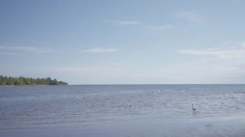 Seagulls flying against background of sky and blue clouds. Stock-Footage 247359702
