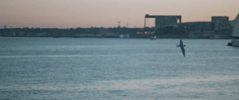 Seagulls flying against the blue ocean water and a city port at sunset Stock Footage 147569018