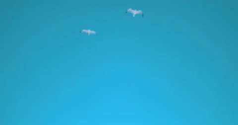 Seagulls flying against clear blue sky 스톡 동영상 339519865