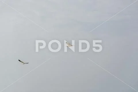 Seagulls flying in the air, Cabo Ledo, Luanda, Angola Stock Photos