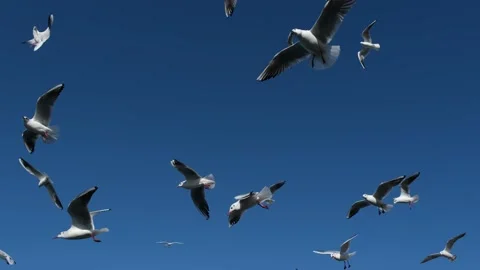 Seagulls flying in the air. Stock Footage 148424868