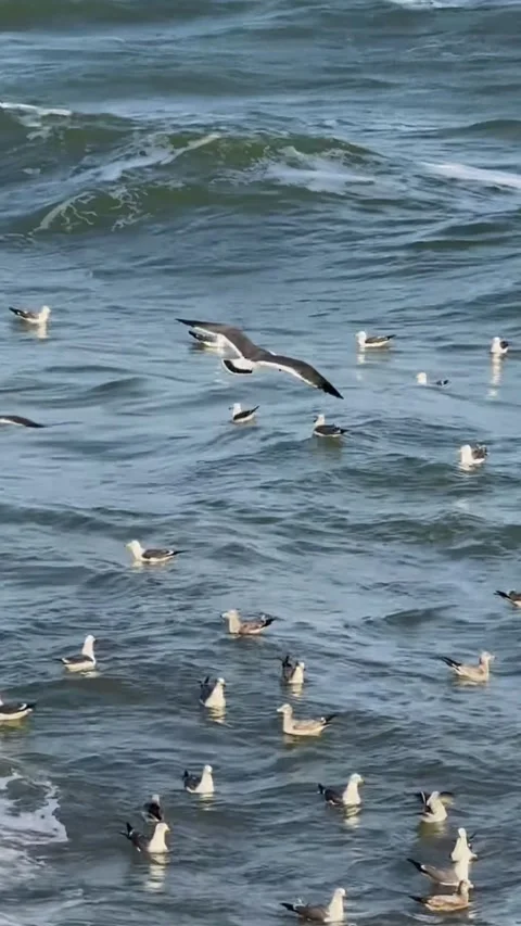 Seagulls Flying and Floating on Blue Ocean Waves during Sunset Stock Footage 330156201