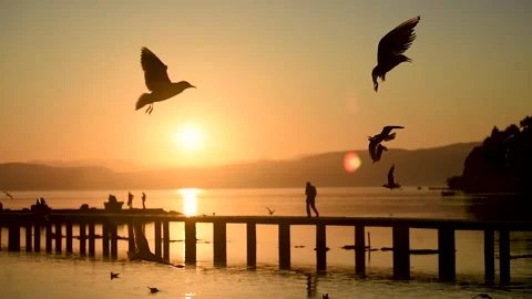 Seagulls flying and floating on calm water at sunset. Cinematic nature footage Stock Footage 335358772