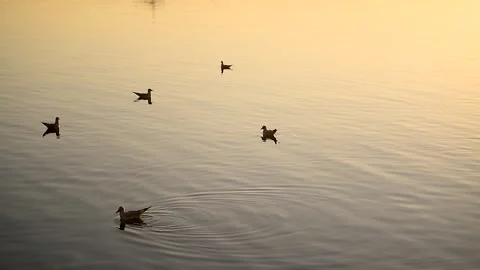 Seagulls flying and floating on calm water at sunset. Cinematic nature footage 動画素材 335358775