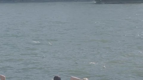 Seagulls Flying and Floating on Water Near People at Sydney Harbourfront Stock Footage 345722065