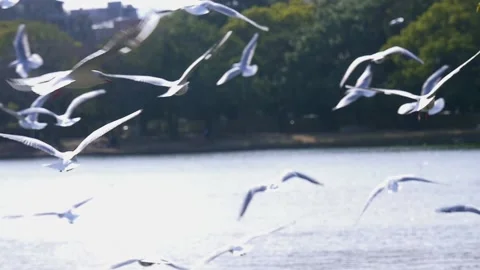 Seagulls flying and hovering over the lake, slow motion Stock Footage 146276143