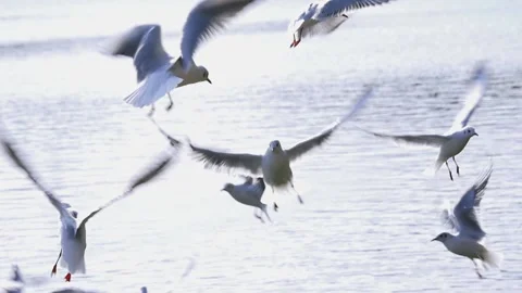 Seagulls flying and hovering over the lake, slow motion Stock Footage 146276166