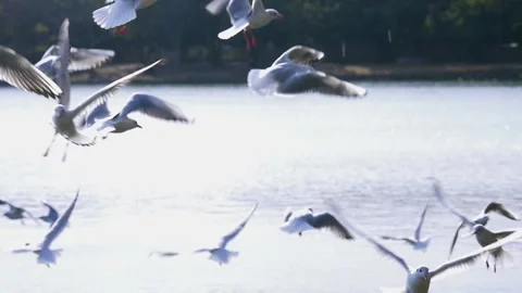 Seagulls flying and hovering over the lake, slow motion Stock Footage 146276178