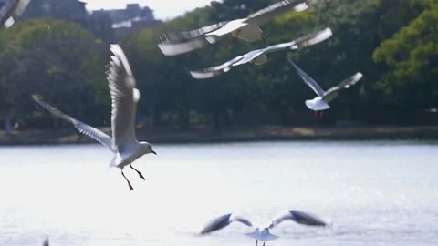 Seagulls flying and hovering over the lake, slow motion Stock Footage 146276183
