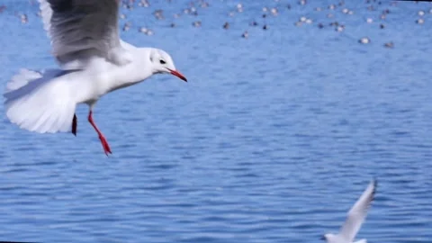 Seagulls flying and hovering over the lake. A flock of birds hovers in slow moti Stock Footage 152785095