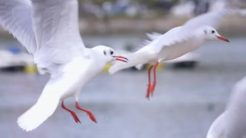 Seagulls flying and hovering over the lake. A flock of birds hovers in slow moti Stock Footage 162011586