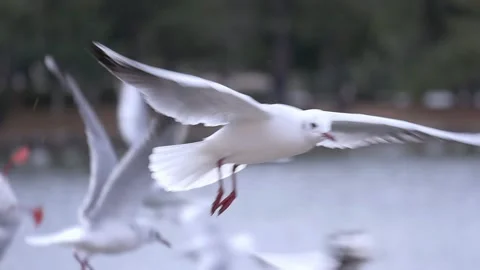 Seagulls flying and hovering over the lake. A flock of birds hovers in slow moti Stock Footage 162012347