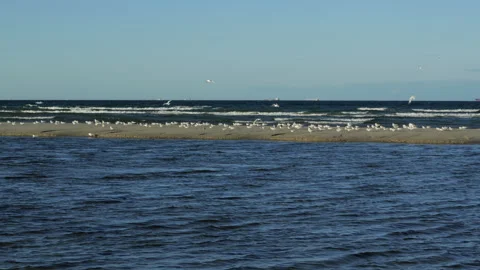 Seagulls flying and resting on sandy beach Stock Footage 339503680