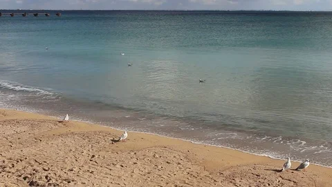 Seagulls flying and sitting on an empty beach Stock Footage 70513995