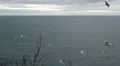 Seagulls flying and squawking, blue ocean in the background with cloudy sky HD Footage