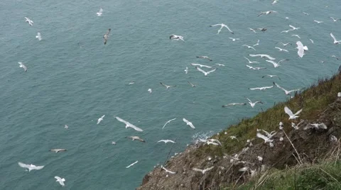 Seagulls flying and squawking while some set on the hills, shoot from above Stock Footage 43166212