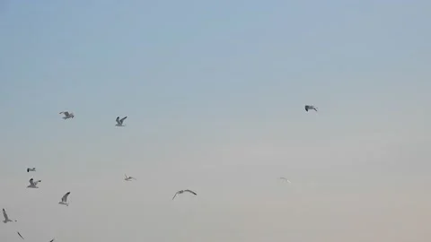 Seagulls Flying Around In Slightly Cloudy Sky Backdrop Background Stock Footage 221874837