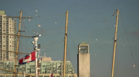Seagull's Flying Around Waterfront 動画素材 57635565
