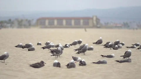 Seagulls flying away on the beach , slow motion. Stock Footage 70964335