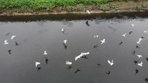 Seagulls flying away disturbed Vídeo Stock 145544115