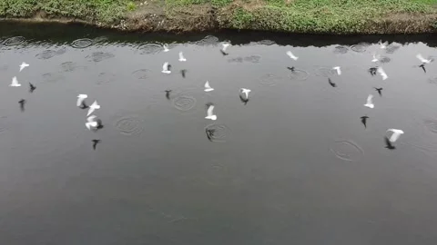 Seagulls flying away disturbed Stock Footage 145544366