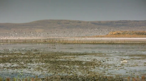 Seagulls flying away Stock-Footage 521201