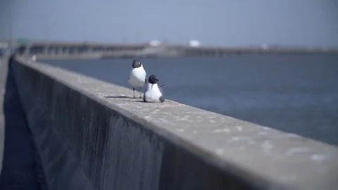 Seagulls Flying Away 動画素材 94712014