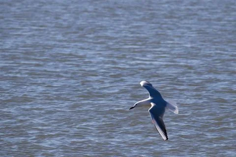 Seagulls flying with a background of deep blue sky Stock Photos