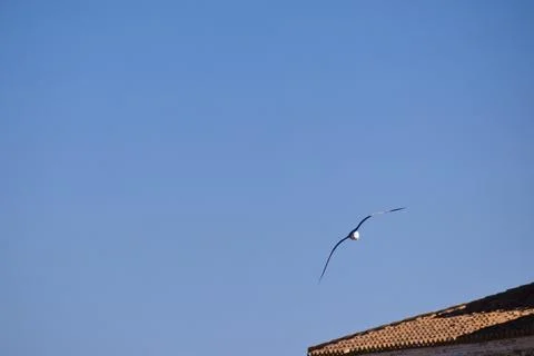 Seagulls flying with a background of deep blue sky Stock Photos