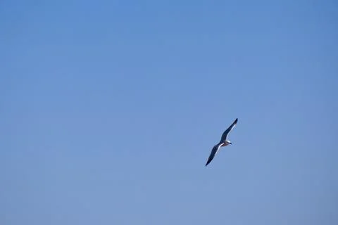 Seagulls flying with a background of deep blue sky Stock Photos