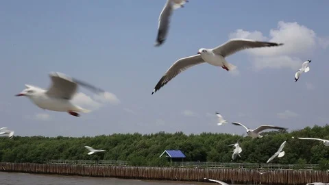 Seagulls flying at Bang Pu  Stock Footage 117738754