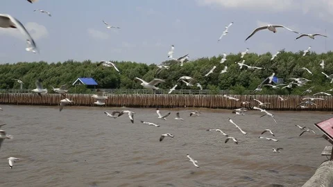 Seagulls flying at Bang Pu  Stock Footage 117739205