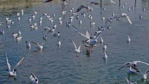 Seagulls Flying On The Beach 1 Stock Footage 172296133